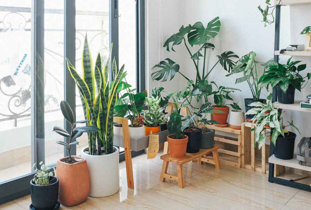 Low-Maintenance Best Indoor Plants for Living Room