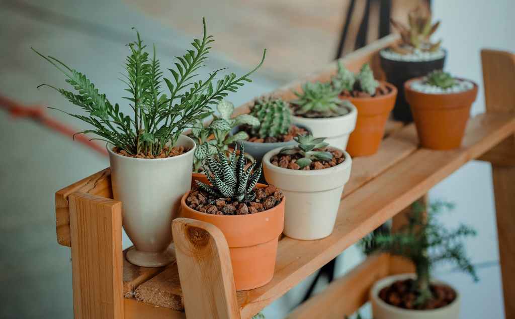 Indoor Plants That Don’t Need Sun